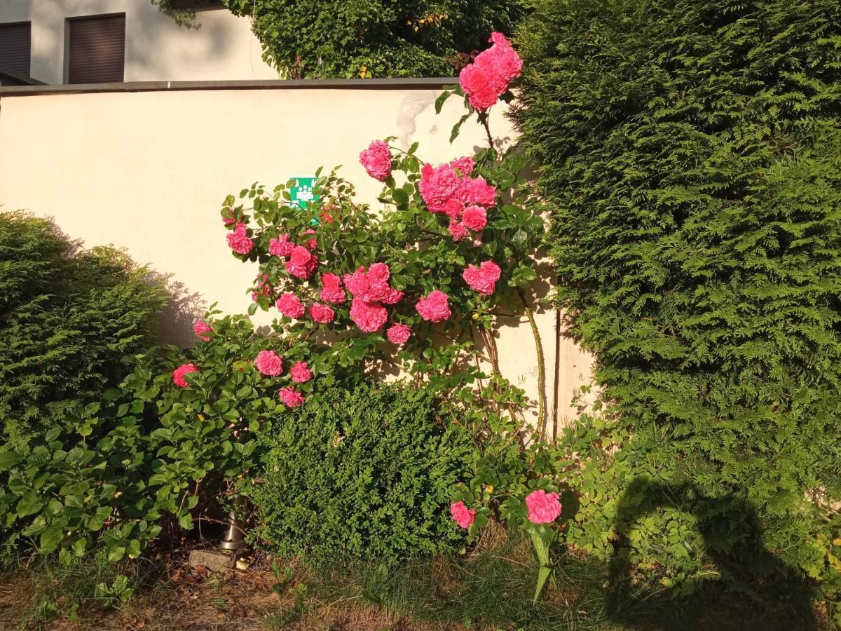 Iwona Hostel - Budget Rooms With Private Bathrooms Sopot Buitenkant foto